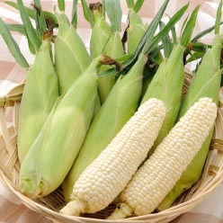 北海道産とうもろこし